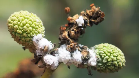 กรมส่งเสริมการเกษตร เตือนชาวสวนป้องกันเพลี้ยแป้ง เพื่อผลผลิตลำไยคุณภาพดีปี 66