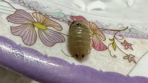 "หมอแล็บ" ไขข้อสงสัย "ตัวประหลาดในปลาทู" ที่แท้คือ "ไอโซพอด"