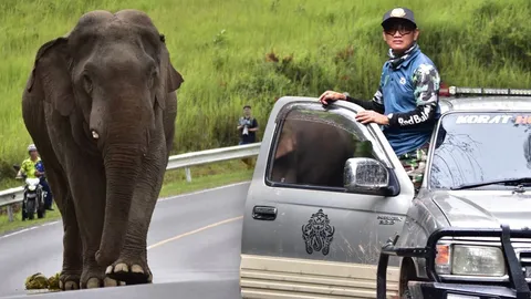 ช้างป่าเขาใหญ่ มองตาก็รู้ใจ ‘สุทธิพร สินค้า’ มิตรภาพปราบช้างด้วยมือเปล่า  
