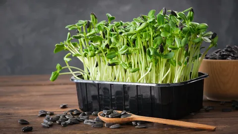 แจก “วิธีปลูกต้นอ่อนทานตะวัน” ผักใบอ่อนกินง่าย ปลูกขายสร้างกำไรงาม