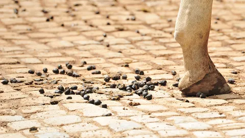 อดเป็นเครื่องประดับ