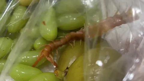 เห็นแล้วสยอง สาวเจอ "ตะขาบ" ในถุงผลไม้ดอง ที่ซื้อตามรถเข็น