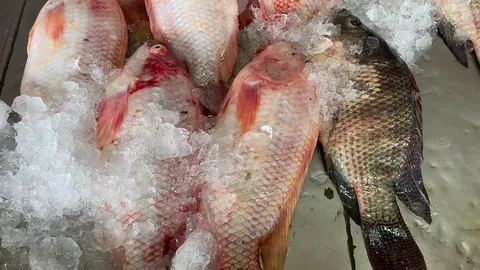 ชี้ช่องรวยจากปลานิล-ปลาทับทิม