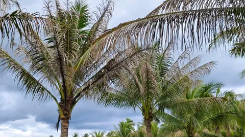 หนอนหัวดำระบาดหนัก ชาวสวนมะพร้าวบางสะพาน ทอดผ้าป่าซื้อสารเคมี หวังจำกัดวงไม่ให้ระบาด