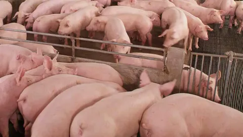 ชาวบ้าน อ.ภูกามยาว จ.พะเยา คัดค้านการสร้างฟาร์มเลี้ยงหมูขนาดใหญ่