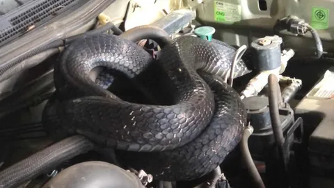 ขนลุก จงอางซ่อนตัวในห้องเครื่องรถปิกอัพ เตรียมขับไปเที่ยวงานกล้วยไข่ (คลิป)