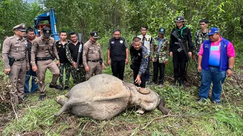 สลด "ลูกช้างป่า" นอนจมกองเลือดกลางป่า ลำตัวมีรูคล้ายกระสุนปืนหลายรู