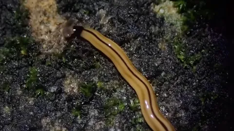 รู้จัก "หนอนหัวค้อน" เพชฌฆาตเงียบแห่งพื้นดิน ศัตรูตัวฉกาจของไส้เดือน