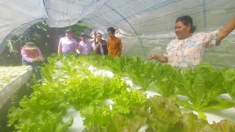 เกษตรกรพังงา ปลูกผักในโรงเรือนขายช่วงเทศกาลกินเจ รับจังหวะราคาผักพุ่งสูง