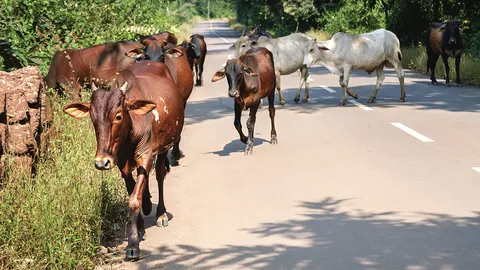 ฝูงวัวถูกปล่อยเดินบนถนนทั้งวันทั้งคืน เสี่ยงเป็นอันตรายทั้งคนและสัตว์