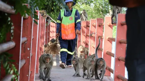 กทม.ว้าวุ่นลิงบางขุนเทียน ป่วนคนเกะกะจราจร ขอเวลา 1 เดือนจัดการ