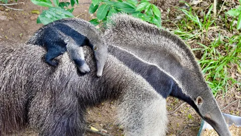 "สวนสัตว์เปิดเขาเขียว" อวดโฉมสมาชิกใหม่ "ลูกตัวกินมดยักษ์" วัย 23 วัน (คลิป)