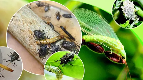 กรมวิชาการเกษตร ขับเคลื่อนการใช้ชีวภัณฑ์ ทดแทนสารเคมีปราบศัตรูพืชสู่เกษตรกร