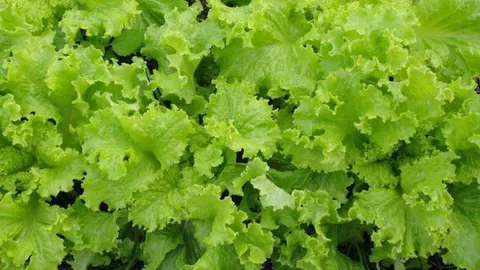 เตือนเกษตรกรปลูกผักสลัดในช่วงฤดูฝน ต้องเฝ้าระวังโรคใบจุดสาเหตุจากเชื้อรา