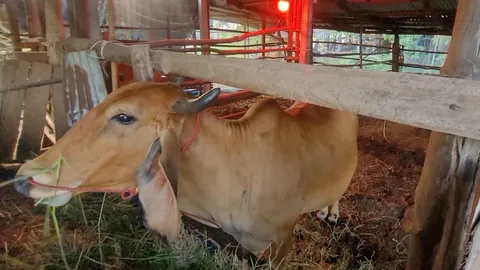 พบวัวของชาวบ้านใน อ.ห้วยแถลง โคราช ป่วยด้วยโรคลัมปีสกิน ทำตายไปแล้ว 4 ตัว 