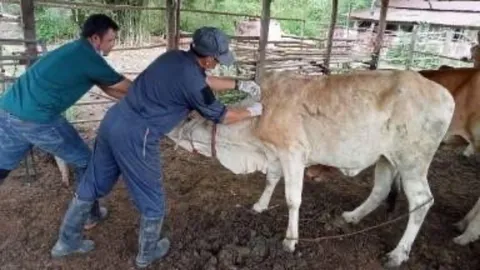 กรมปศุสัตว์เตือนเกษตรกรผู้เลี้ยงโคกระบือ โรคลัมปีสกิน ระบาดเพิ่มในช่วงฤดูฝน