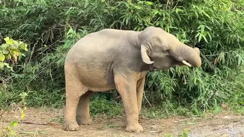 เจ้าหงส์ทอง ช้างป่าขี้เล่นออกมาโชว์สเตป เต้นหลอกล่อ จนท. (คลิป)