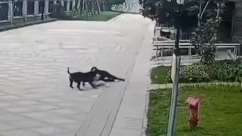 สุดหวาดเสียว ร็อตไวเลอร์หลุดกัดเด็กจีน 2 ขวบจนไตฉีก (คลิป)