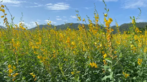 กรมพัฒนาที่ดิน เชิดชูเกษตรกรต้นแบบ ผลิตเมล็ดพันธุ์พืชปุ๋ยสด เพื่อขยายวงกว้าง