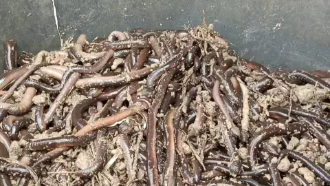 หนุ่มศรีสะเกษทำธุรกิจ "แปรรูปไส้เดือนส่งออก" ชาวบ้านจับขายได้ 3-6 หมื่น/เดือน