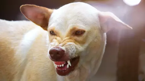 โซเชียลตื่นแชร์คดีสุนัขจรจัด