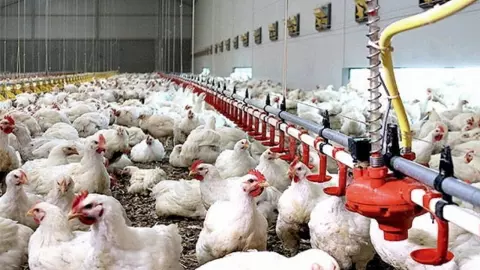 ไก่ดัดแปลงพันธุกรรม