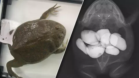 ว้าวุ่นเลยทีนี้ น้องกบ กลืนหินเข้าไปเต็มท้อง ผิดสังเกตไม่ลอยตัวเหนือน้ำ (คลิป)