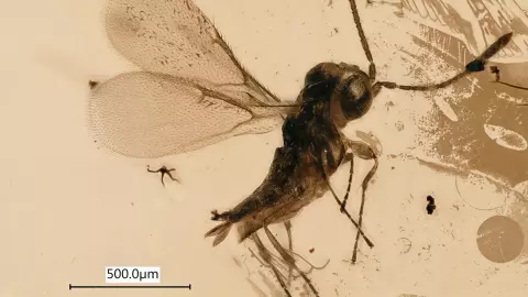 ศึกษาต่อสาบมรกตฝังในอำพันจากเลบานอน