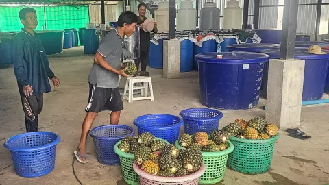 สูตรน้ำหมักสับปะรด แก้โรคกุ้งขี้ขาว