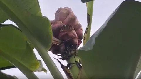 กล้วยแปลก ออกปลีแนวตั้งคล้ายดอกบัว ชาวบ้านขอ เลขเด็ดงวดนี้ ลุ้นรวย 1/11/66