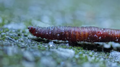 สวรรค์ของหนอน