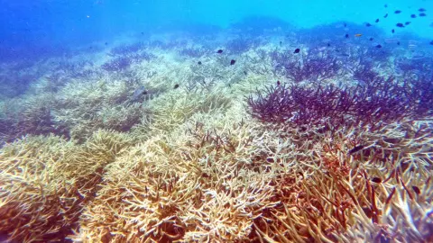 สะเทือนใจ "ปะการังเขากวาง" กำลังตาย คาดเป็นโรค "สูญเสียเนื้อเยื่อจากหินปะการัง"