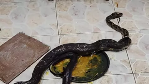 ไม่รู้จะตกใจอะไรก่อน กู้ภัยเข้าช่วยงูเห่าติดกาวดักหนู เจอขย้อนงูเหลือมออกมา