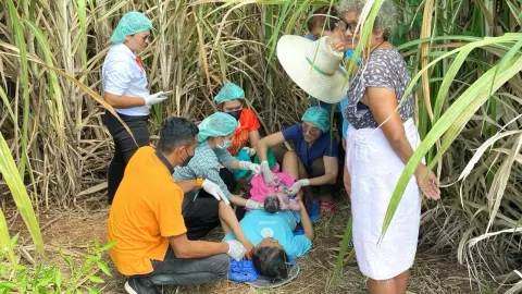 สาววัย 39 ไม่รู้ตัวเองท้อง คลอดลูกเองในไร่อ้อย (คลิป) 