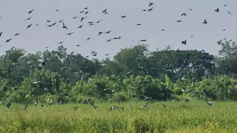 ชาวนาโคราชหัวจะปวด วิ่งไล่นกพิราบทั้งวัน หลังฝูงใหญ่นับพันตัวลงจิกกินข้าวในนา