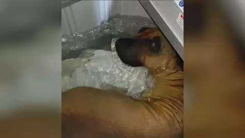 หนุ่มแจงคลิปไวรัล จับ "สุนัข" ยัดลงเครื่องซักผ้า แท้จริงเป็นเพียง "หมอน"