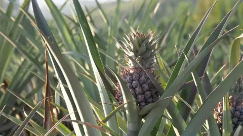 กรมวิชาทำการเกษตร เดินหน้าถ่ายทอดเทคโนโลยี ผลิตหน่อพันธุ์ สับปะรด กวก. เพชรบุรี 2