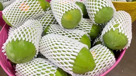 มือใหม่หัดปลูกมะละกอ เหลือเชื่อ ไม่ถึงปี คืนทุน