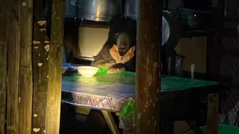 ภาพไวรัลสุดเอ็นดู "เจ้าทุเรียน" หมีหมา บุกเข้าครัวเขตอุทยานฯ แก่งกระจาน