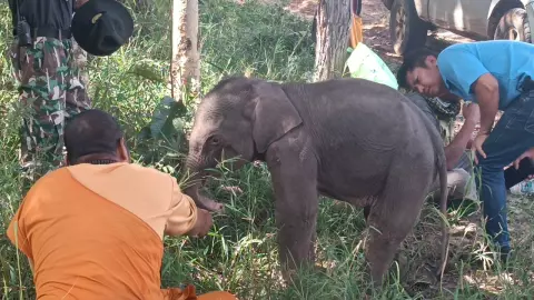 พบลูกช้างป่าหลงโขลง เดินวนเวียนริมชายป่าทับลาน เจ้าหน้าที่เร่งช่วยเหลือ