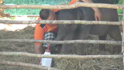 เตรียมเคลื่อนย้าย "น้องกันยา" ลูกช้างป่าพลัดหลงสู่ฟาร์มช้างเชียงใหม่