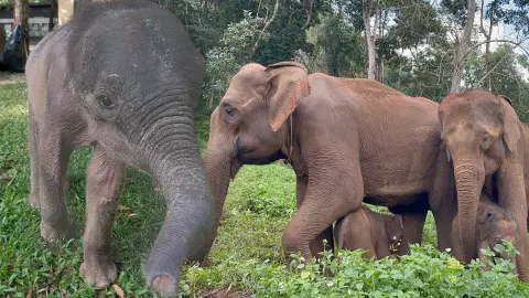แบ่งแม่ช้าง 2 ทีม เลี้ยง-ให้นม "น้องกันยา" ลูกช้างป่าพลัดหลง ร่าเริงพร้อมเจอเพื่อนใหม่ (คลิป)