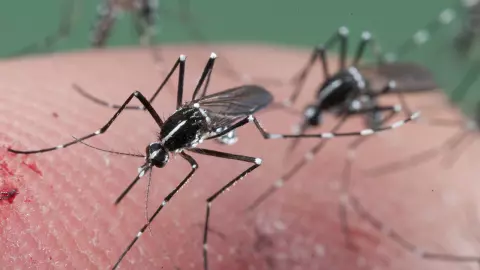 กทม.พบป่วยไข้เลือดออกเพิ่มขึ้น เขตจตุจักร, สะพานสูง, หนองจอก