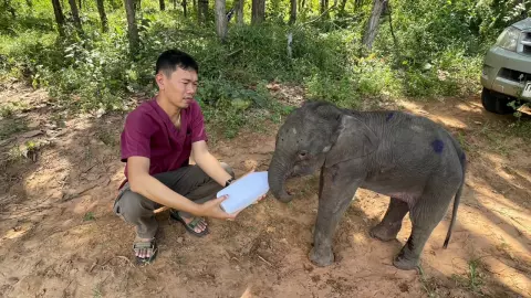 ลูกช้างป่าทับลานหลงฝูง เริ่มแข็งแรง ผ่านไป 3 คืน ยังไร้วี่แววโขลงกลับมารับ