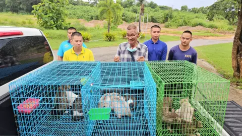 ทนคิดถึงไม่ไหว ตา 77 ปี นอนร้องไห้ ขอรับแมว 9 ตัว ที่ส่งให้คนอื่นอุปการะคืน