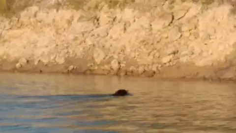 คลิปหาชมยาก "หมีหมา" สัตว์ใกล้เสี่ยงสูญพันธุ์ ขณะกำลังว่ายน้ำข้ามฝั่ง