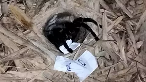 รอมา 4 ชั่วโมง คอหวยดีใจ ได้ "เลขเด็ด" เสี่ยงทายพญาบึ้ง ไปลุ้นโชค 16/11/66