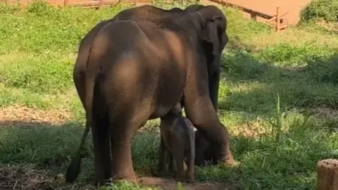 เห็นแล้วปลื้มใจ ลูกช้าง "กันยา" กินนมแม่รับแล้ว หลังปรับตัวมา 2 วัน