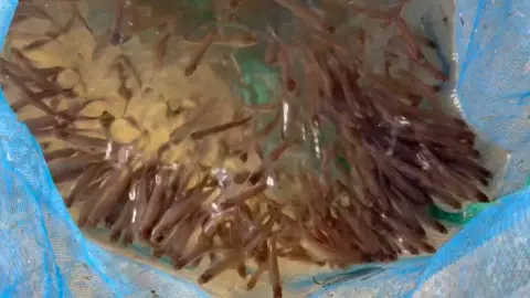 ใช้พื้นที่บ้านเป็นประโยชน์ สร้างบ่อปูนเลี้ยงปลาซิว ขายทำเงินเดือนละ 5 หมื่น