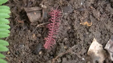 เห็นได้ปีละครั้ง เปิดคลิป "กิ้งกือมังกรสีชมพู" เดินอวดโฉม ที่หุบป่าตาด